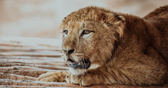 Jardin Zoologique de Rabat