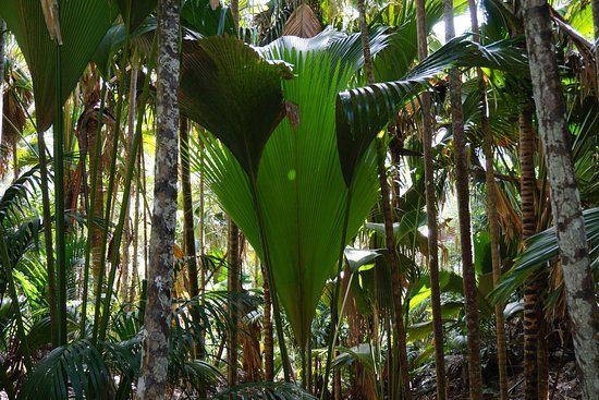 Vallee de Mai Nature Reserve