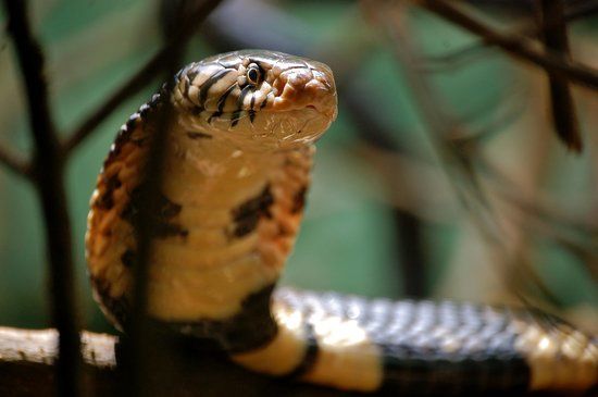 Uganda Reptile Village