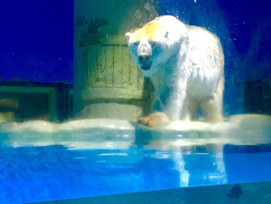 Sun Asia Ocean World And Polar World