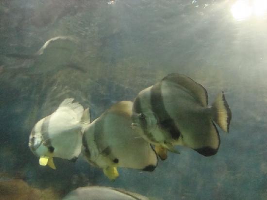 Xiamen Undersea World