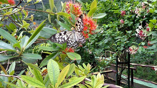 Davao Butterfly House
