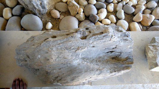 Akal Wood Fossil Park