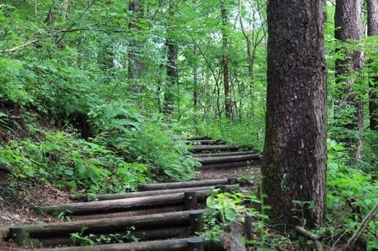 Karuizawa Yacho no Mori