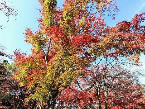 Shuzenji Nature Park
