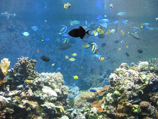 神戸市立須磨海浜水族園