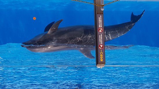 Niigata City Aquarium Marinepia Nihonkai