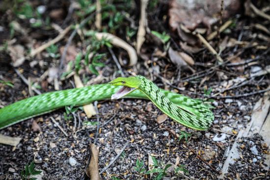 Parassinikkadavu Snake Park