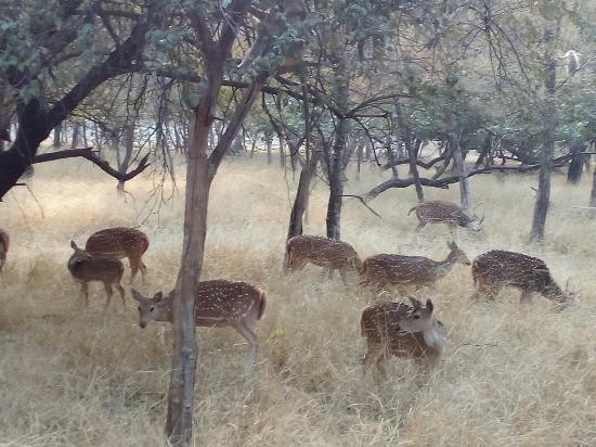 Sawai Mansingh Sanctuary