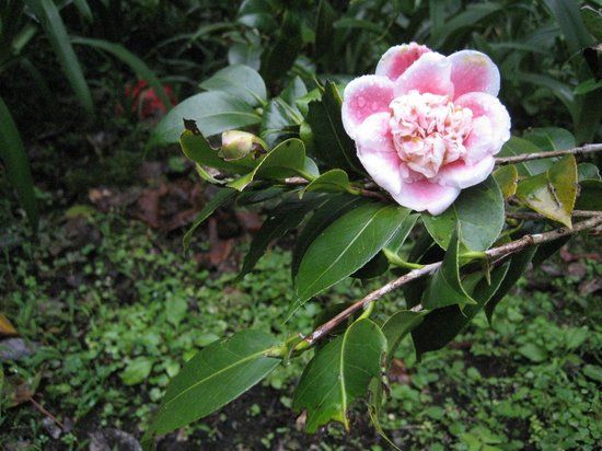 Tan's Camellia Garden