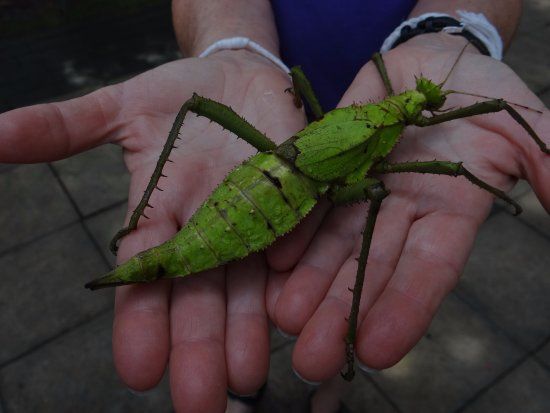 Siam Insect Zoo