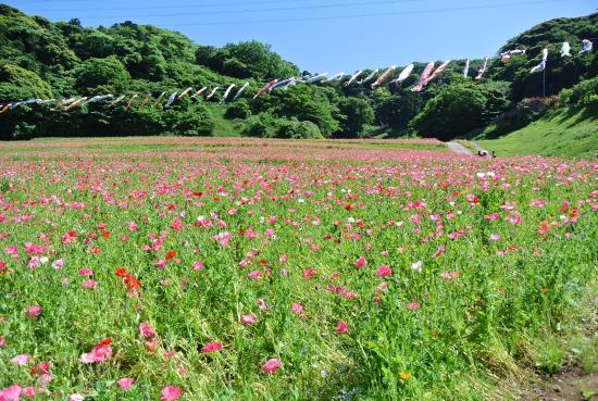 Kurihama Flower Park