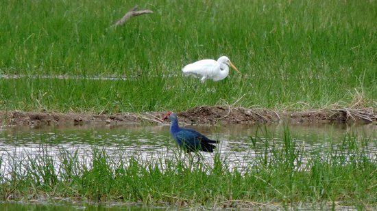 Vellode Bird Sanctuary