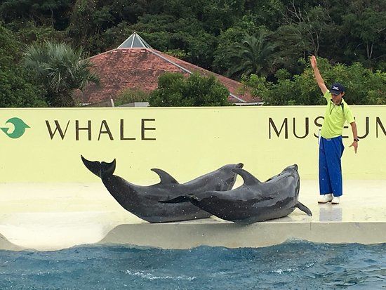 Taiji-cho Whale Museum