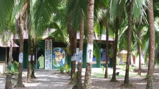 Sea Turtle Conservancy