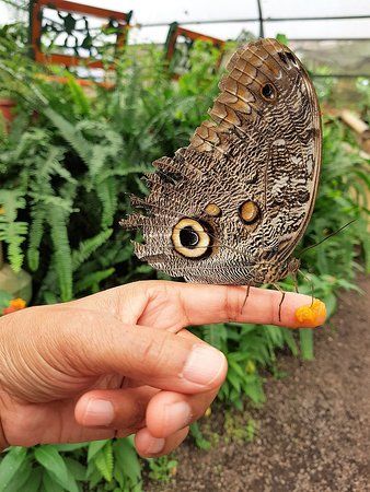 Mariposario de Mindo