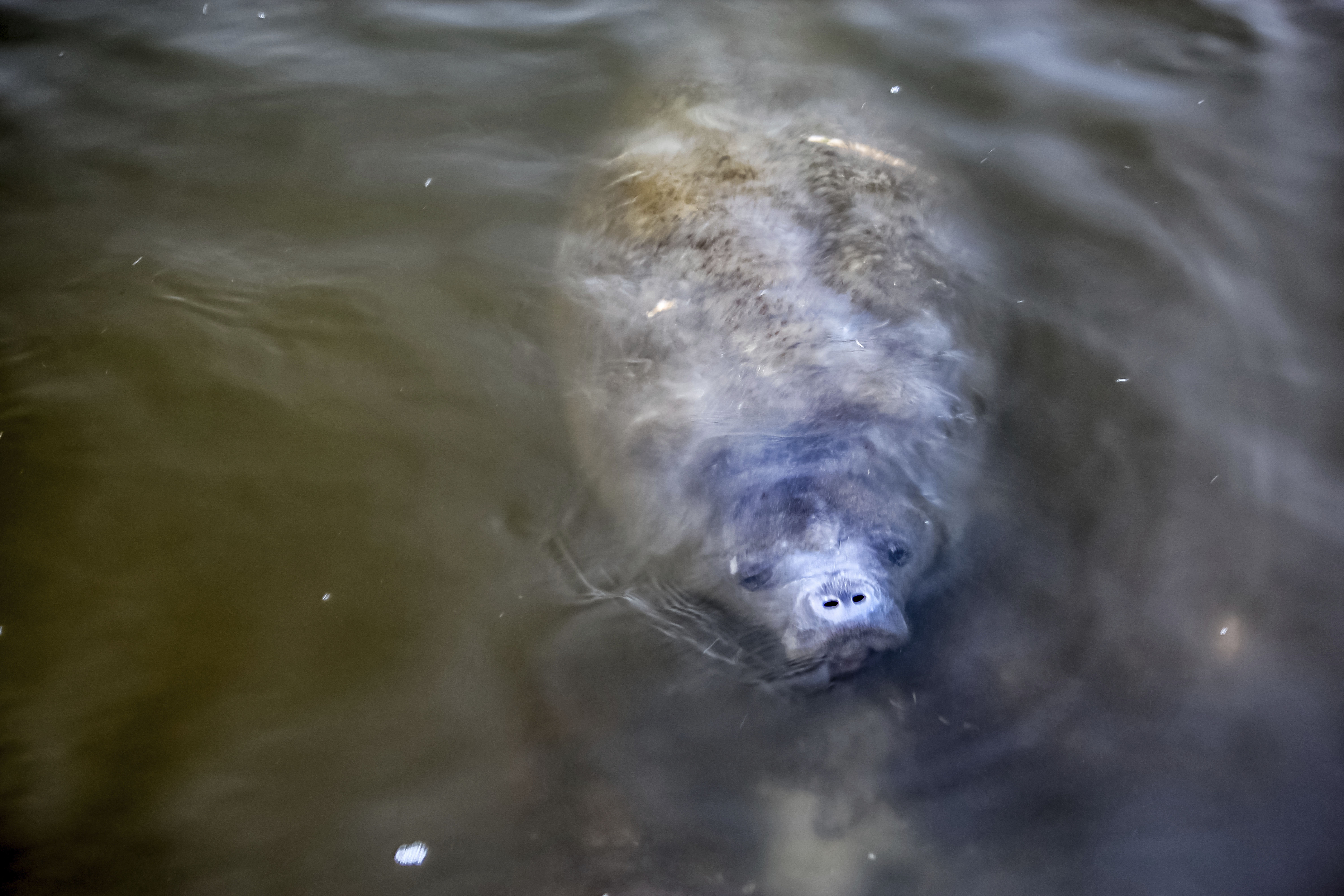 Lee County Manatee Park