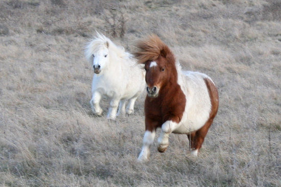 Bathurst Sheep and Cattle Show