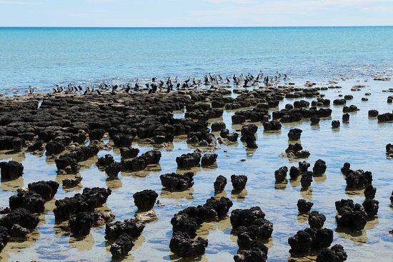 Stromatolites