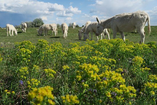 Nationalpark Neusiedler See