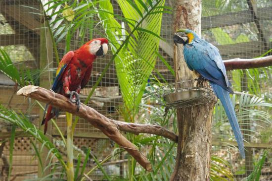 Macaw Mountain