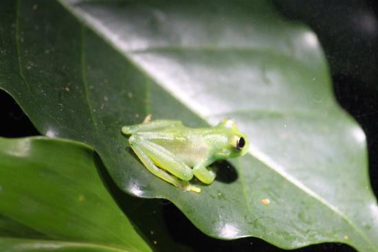 Ranario The Frog Pond Of Monteverde