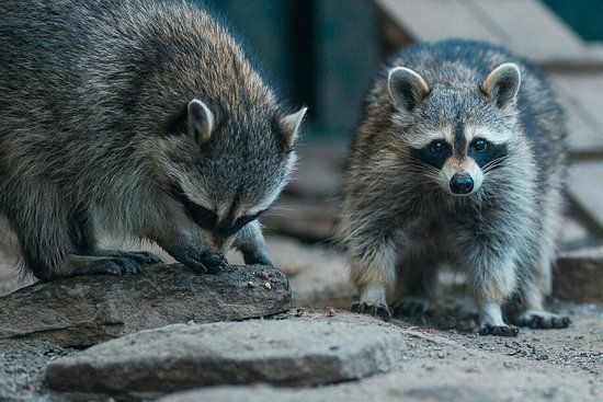 Ogród Zoologiczny w Kijowie