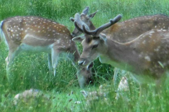 Bolderwood Deer Sanctuary