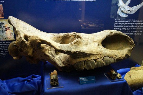 Musée d'histoire naturelle