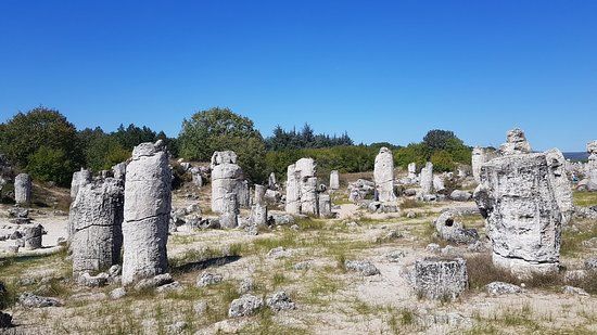 Stone Forest