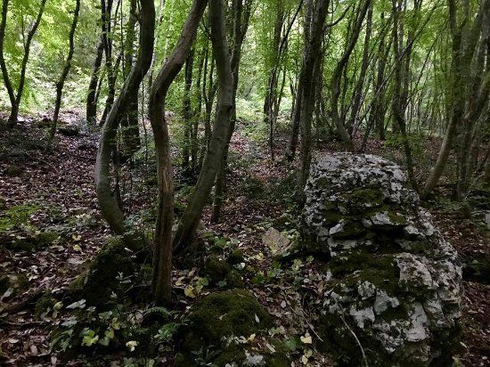 Bosco delle Pianelle Natural Reserve
