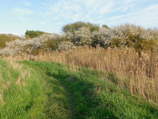 Filsham Reedbed Nature Reserve