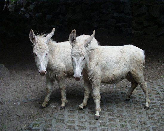 Tierpark Stralsund