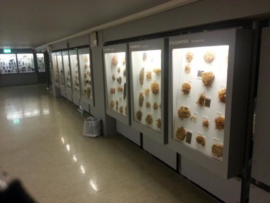 NTNU Vitenskapsmuseet