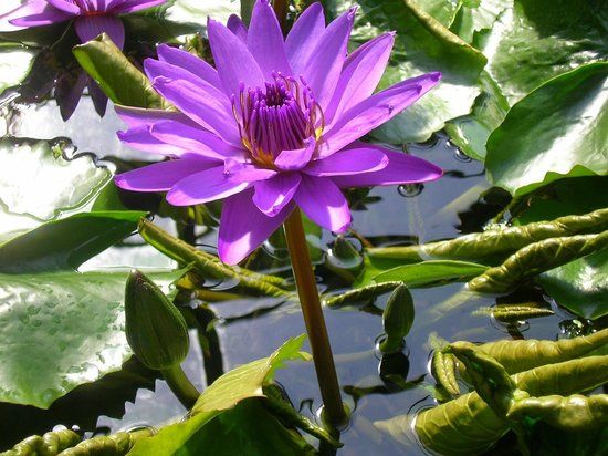 Old Botanical Garden of Gottingen University