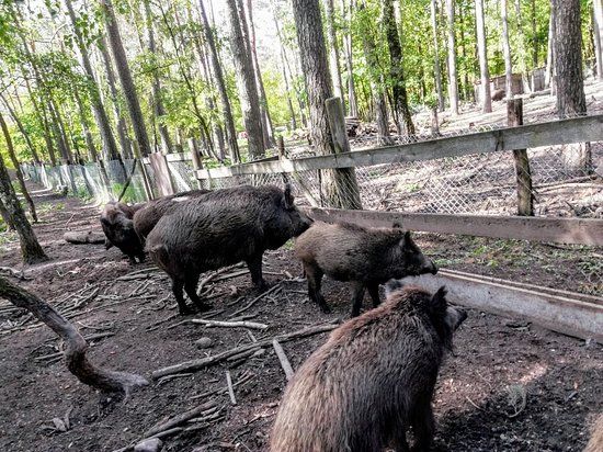 Wildschweingehege