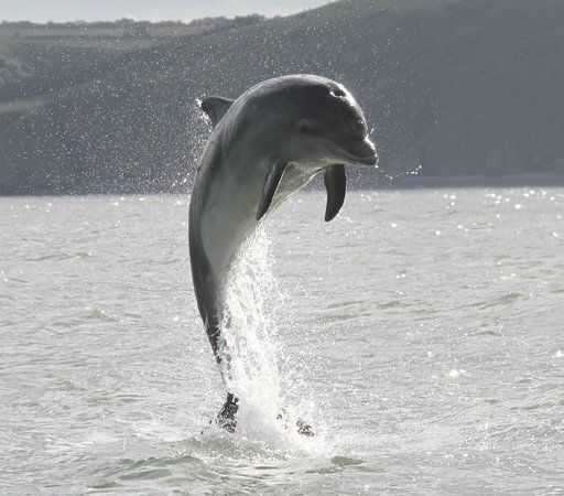 SeaMor Dolphin Watching Boat Trips