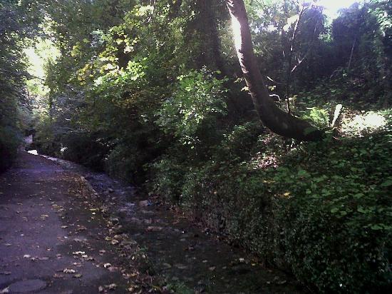 The Dingle