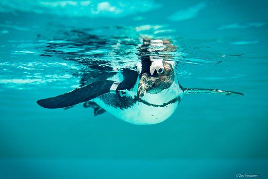 Veszprémi Állatkert