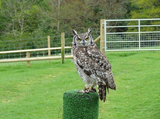 Falconry Experience Wales