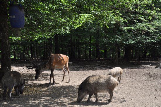 Wild- und Erlebnispark Daun
