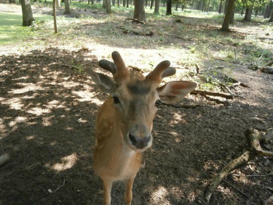 Wildpark Alte Fasanerie