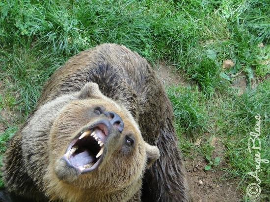 Parc Animalier de Gramat