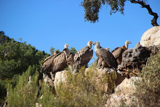 el Observatorio de aves Mas de Bunyol