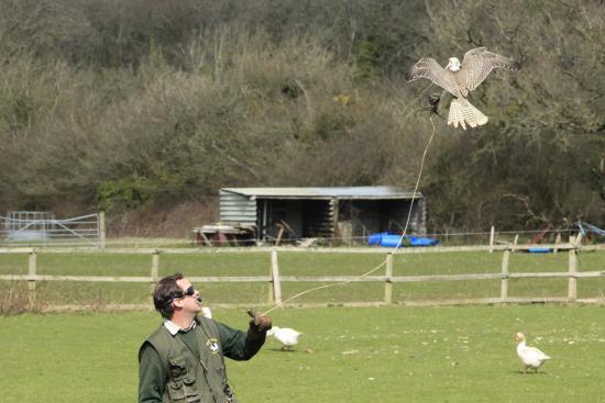 The Welsh Hawking Centre