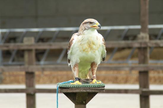 Stockley Farm Birds of Prey Centre
