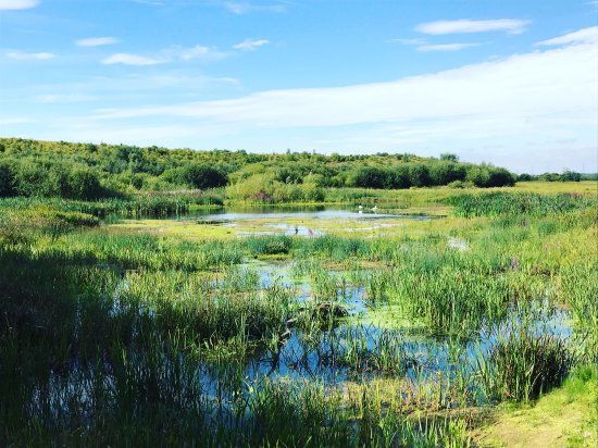 RSPB Fairburn Ings