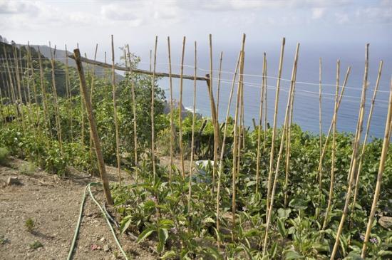 Azienda Agricola Luciano Capellini