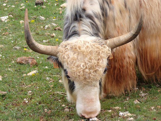 Randals Bison