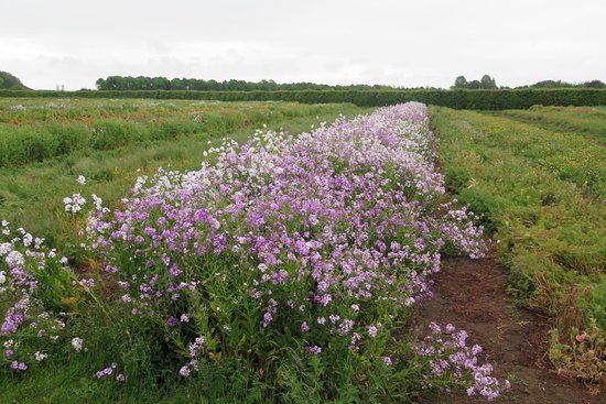 Naturescape British Wild Flowers
